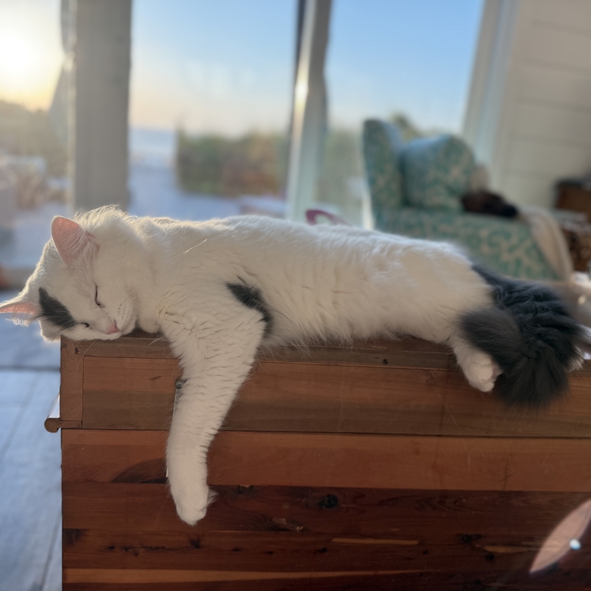 cat named Priscilla