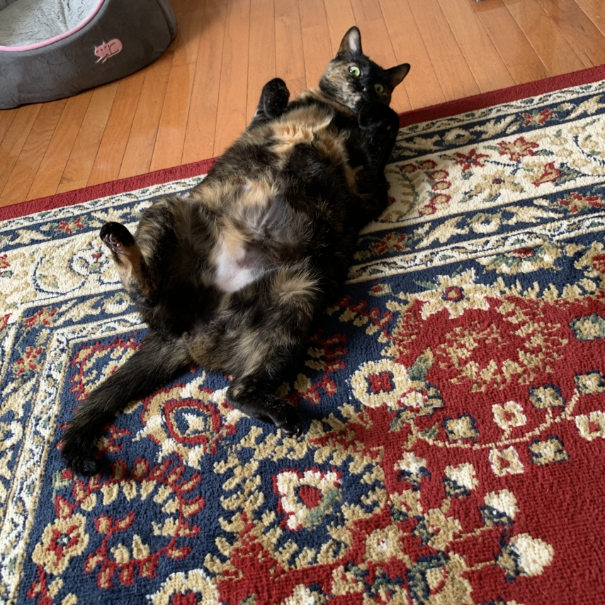 gato chamado Imli(Tamarind)