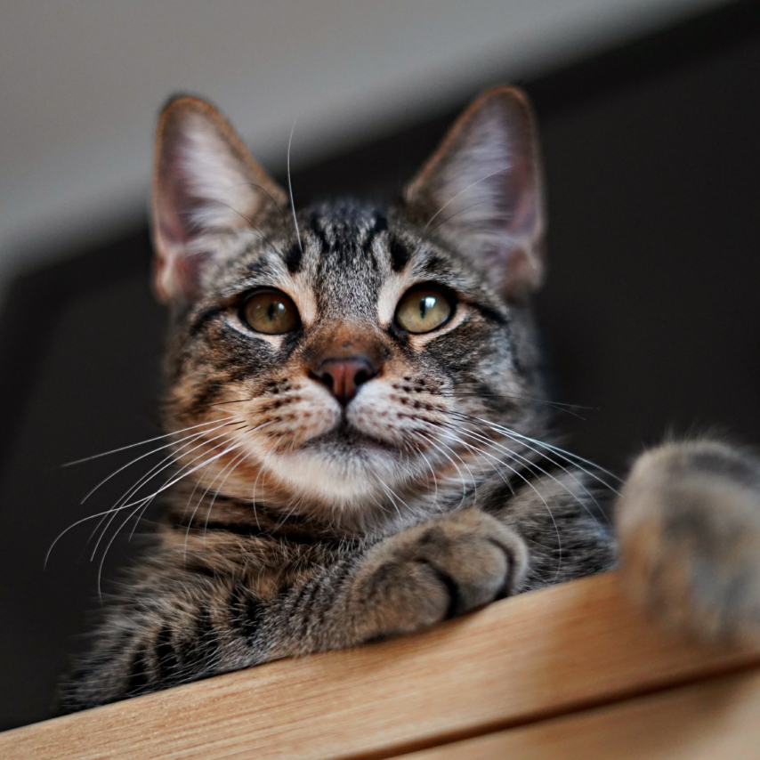 Katze namens Magnus