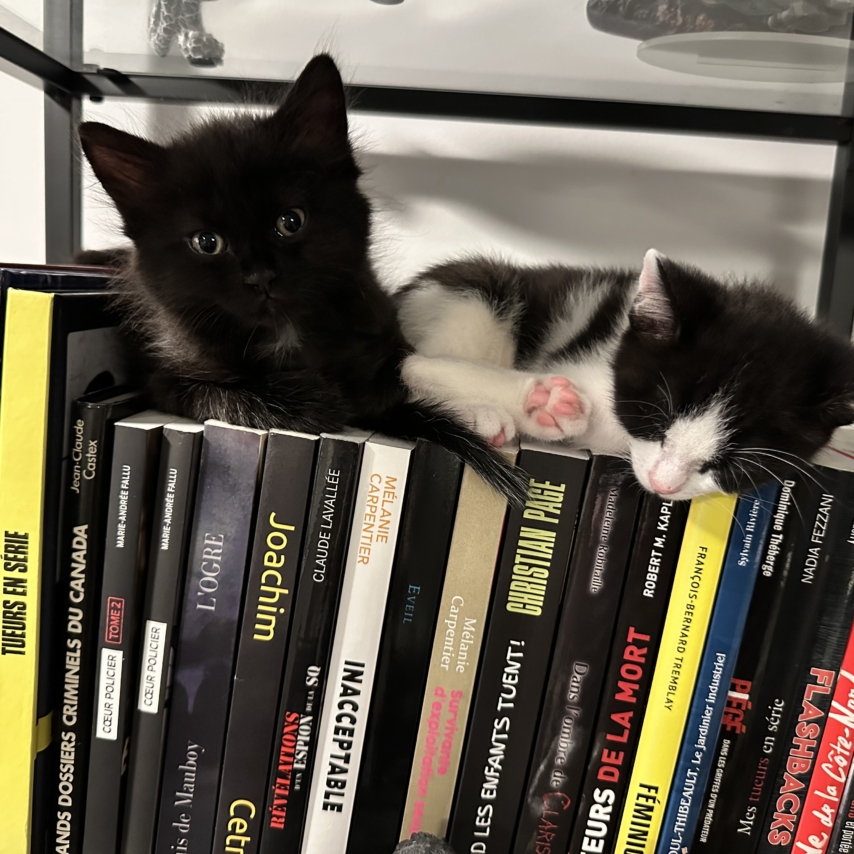 kot o imieniu Lilith et Diesel