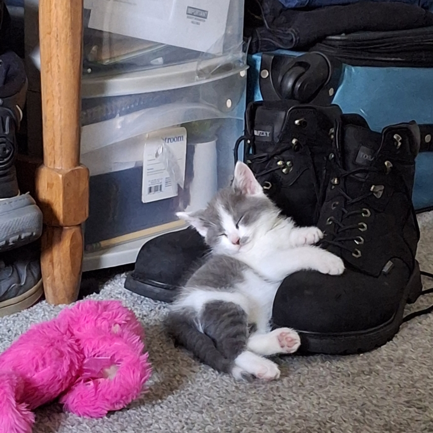 cat named Thor Mendenhall