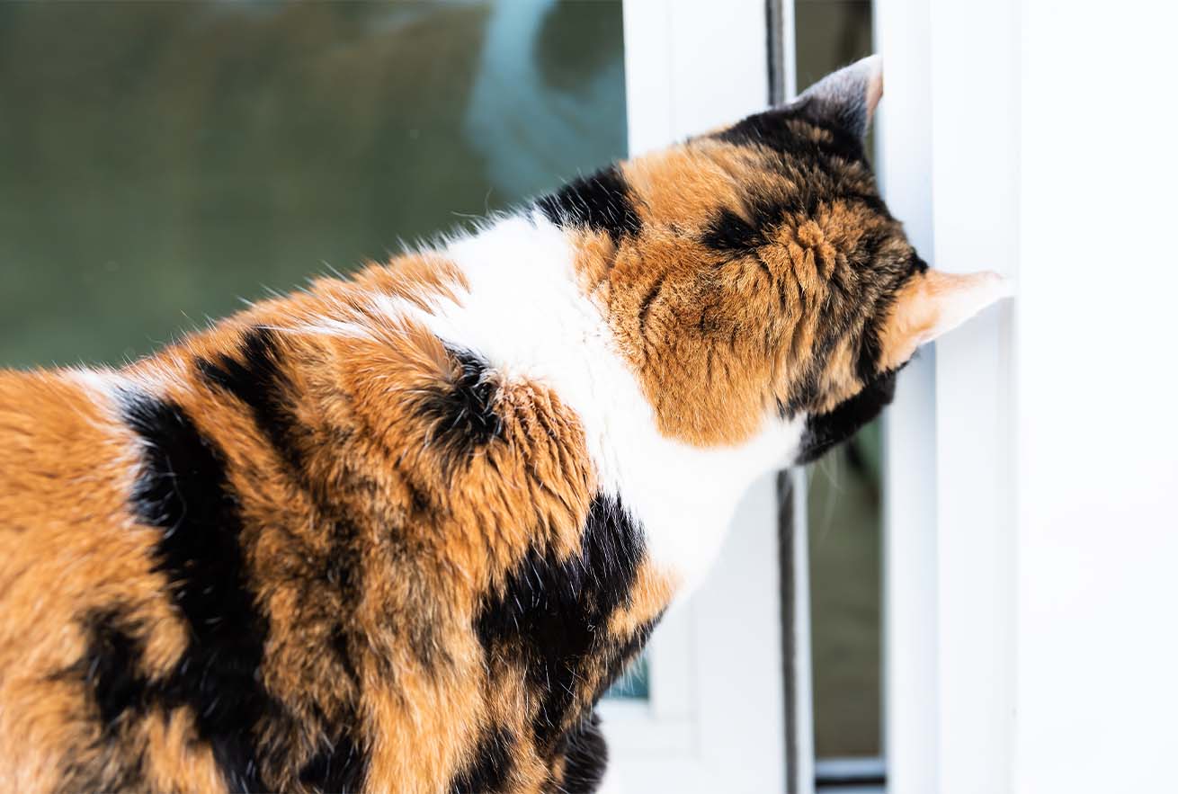 A calico cat looking out through a window frame