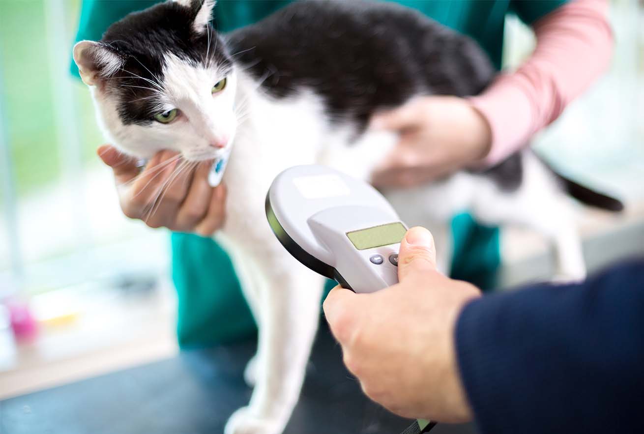 A veterinarian uses a handheld scanner to check a black and white cat for a microchip