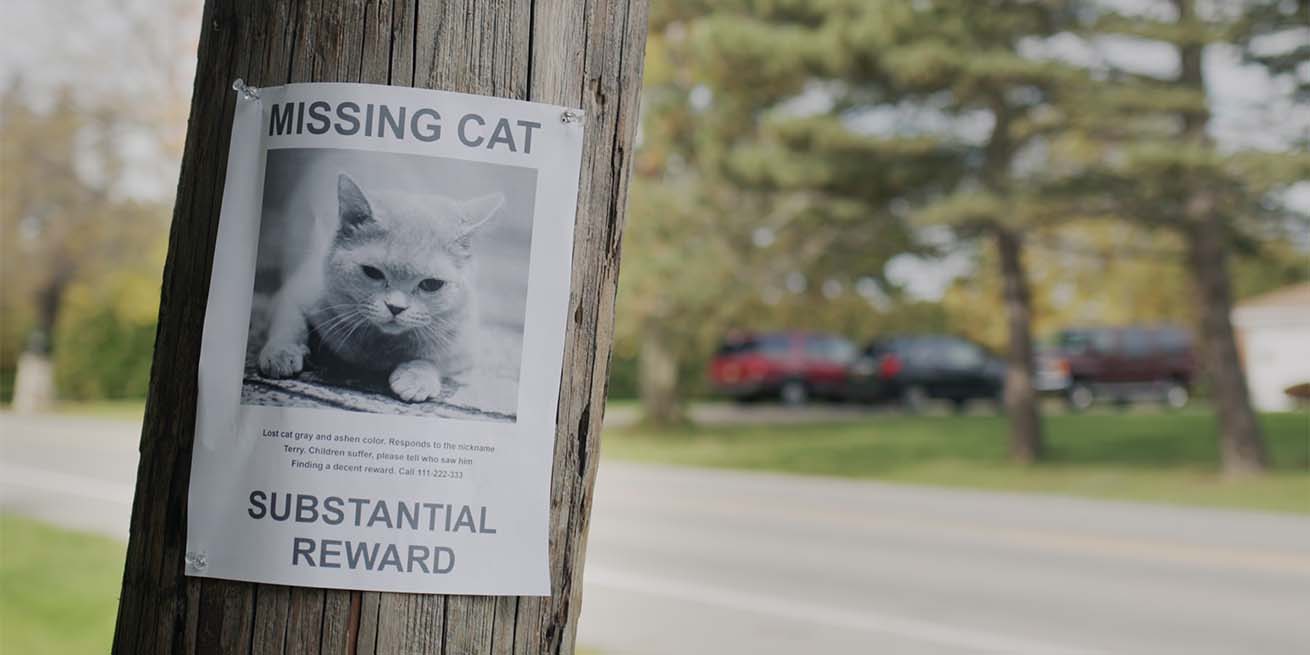 A missing cat flyer posted on a wooden utility pole offering a reward for a gray cat named Terry