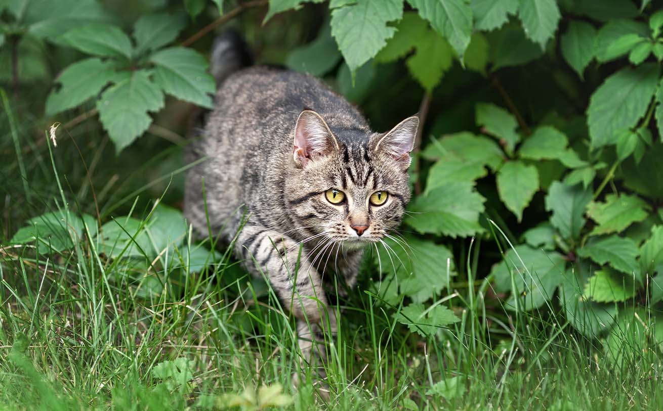 A tabby cat stalking through green grass and foliage in a garden