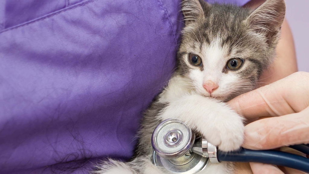 8 emergências felinas que requerem cuidados médicos imediatos