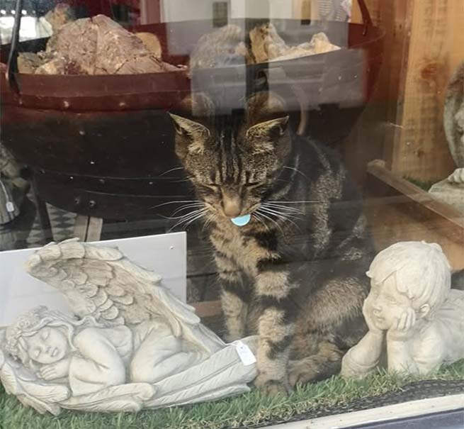 海岸の猫、ヘンドリックスが記念像に！ - Catit