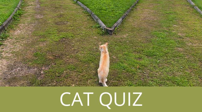 An orange cat stands at a fork in a path, with the text Cat Quiz overlaid at the bottom