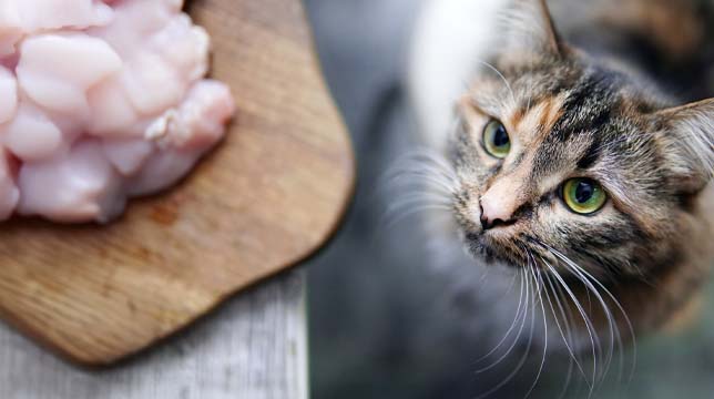 A calico cat looking up expectantly at a wooden cutting board topped with pieces of raw chicken