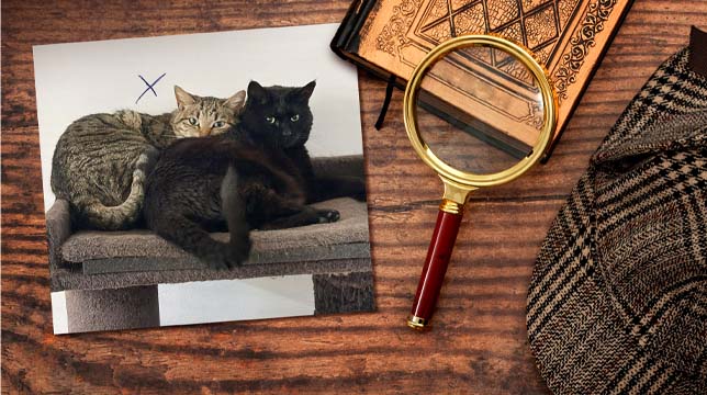A photo of a tabby cat and a black cat resting on a cat tree, placed on a wooden desk with a magnifying glass and book