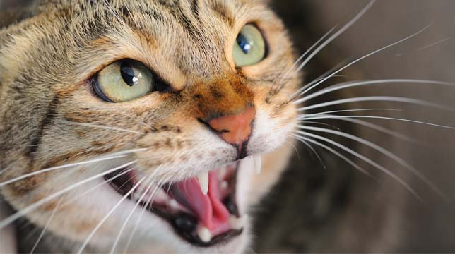 Close-up of a tabby cat hissing with its mouth open and fangs visible