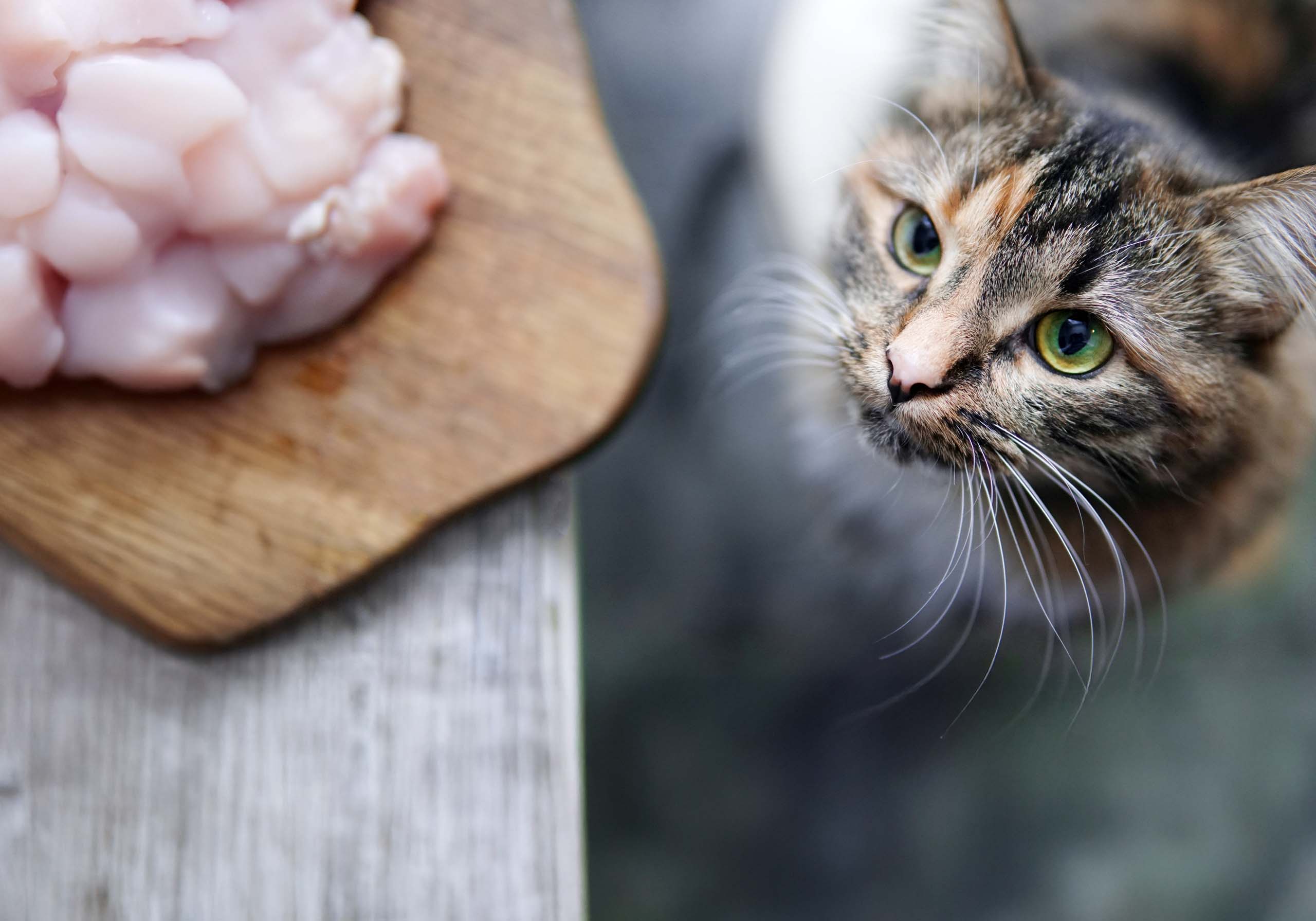 A calico cat looking up expectantly at a wooden cutting board topped with pieces of raw chicken