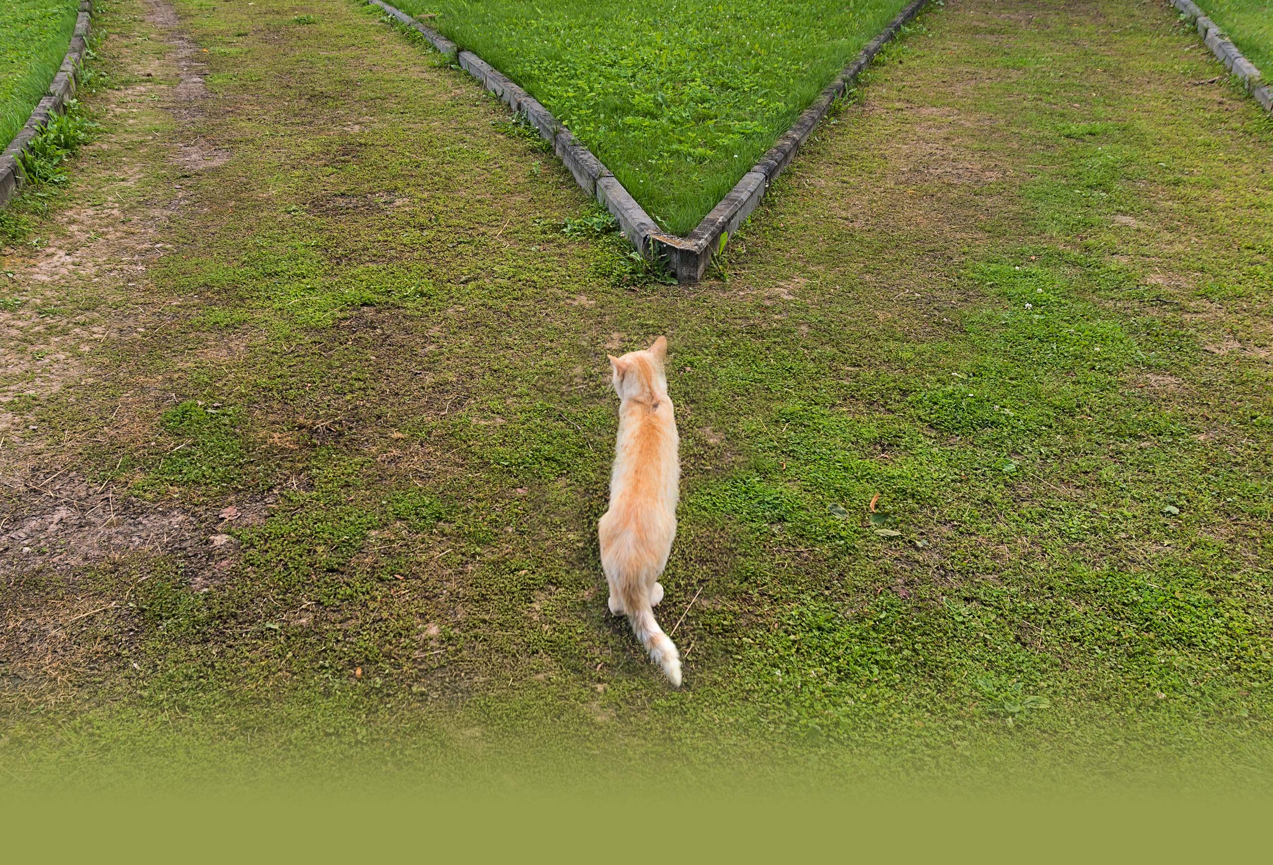 An orange cat stands on a grassy path facing a fork in the road