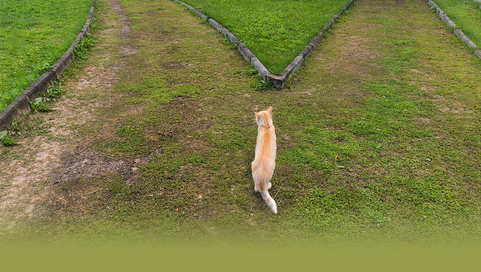 An orange cat stands at a fork in a grassy path, looking toward the two diverging directions