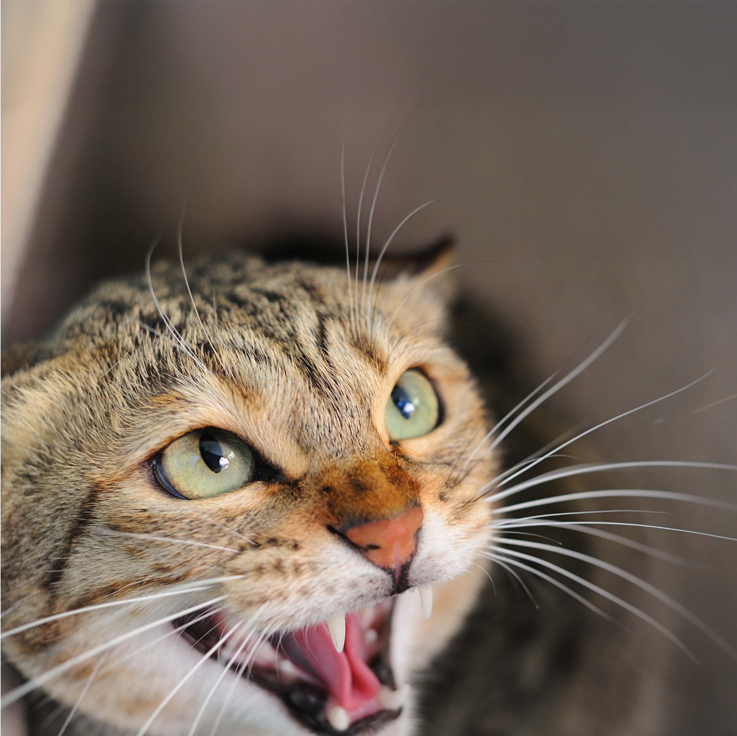 Close-up of a tabby cat hissing with its mouth open and ears flattened