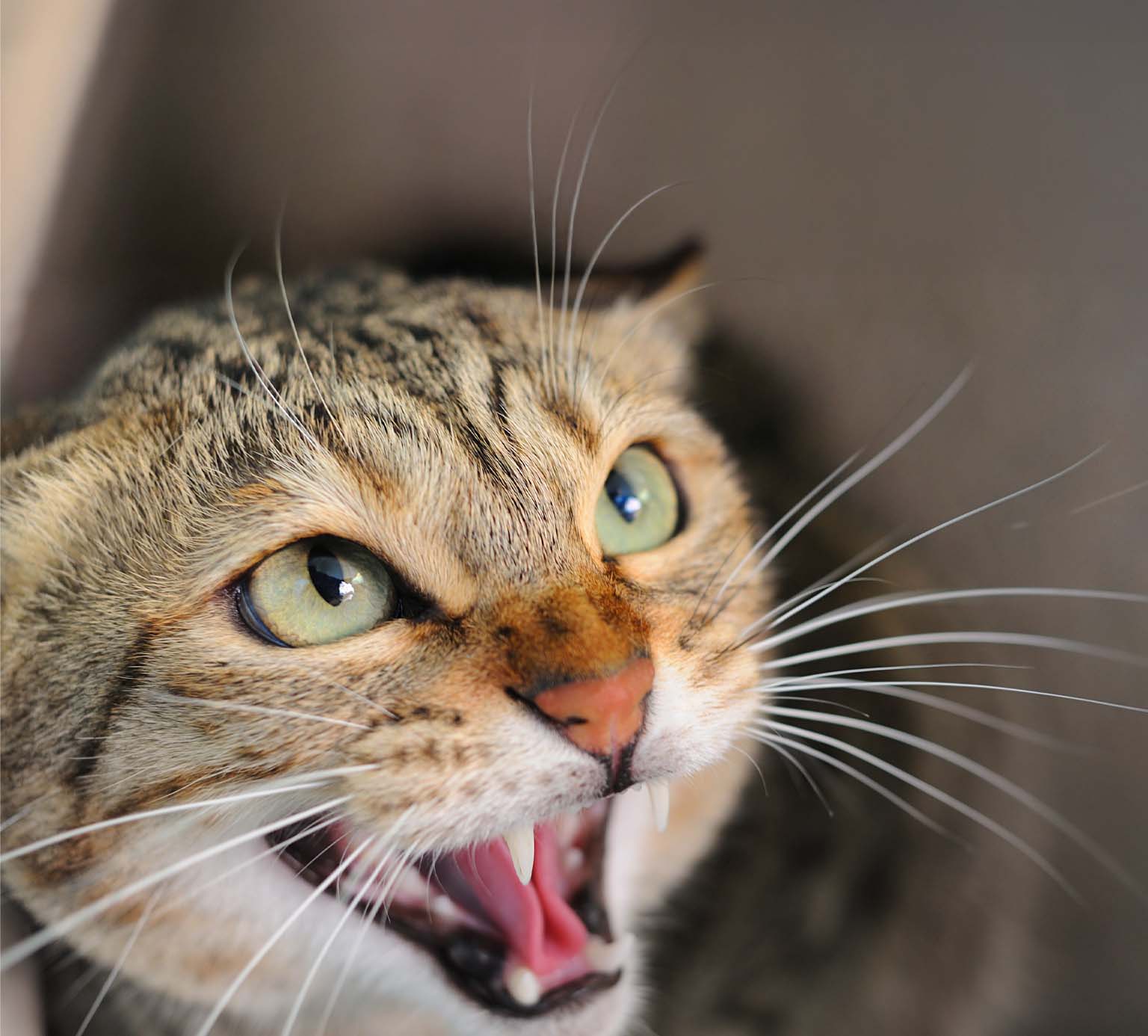 Close-up of a tabby cat with wide eyes and an open mouth hissing