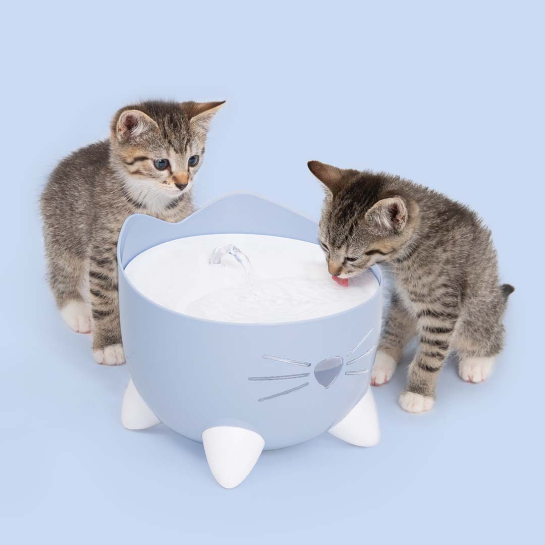 Two kittens drinking from a light blue cat-shaped PIXI water fountain against a light blue background