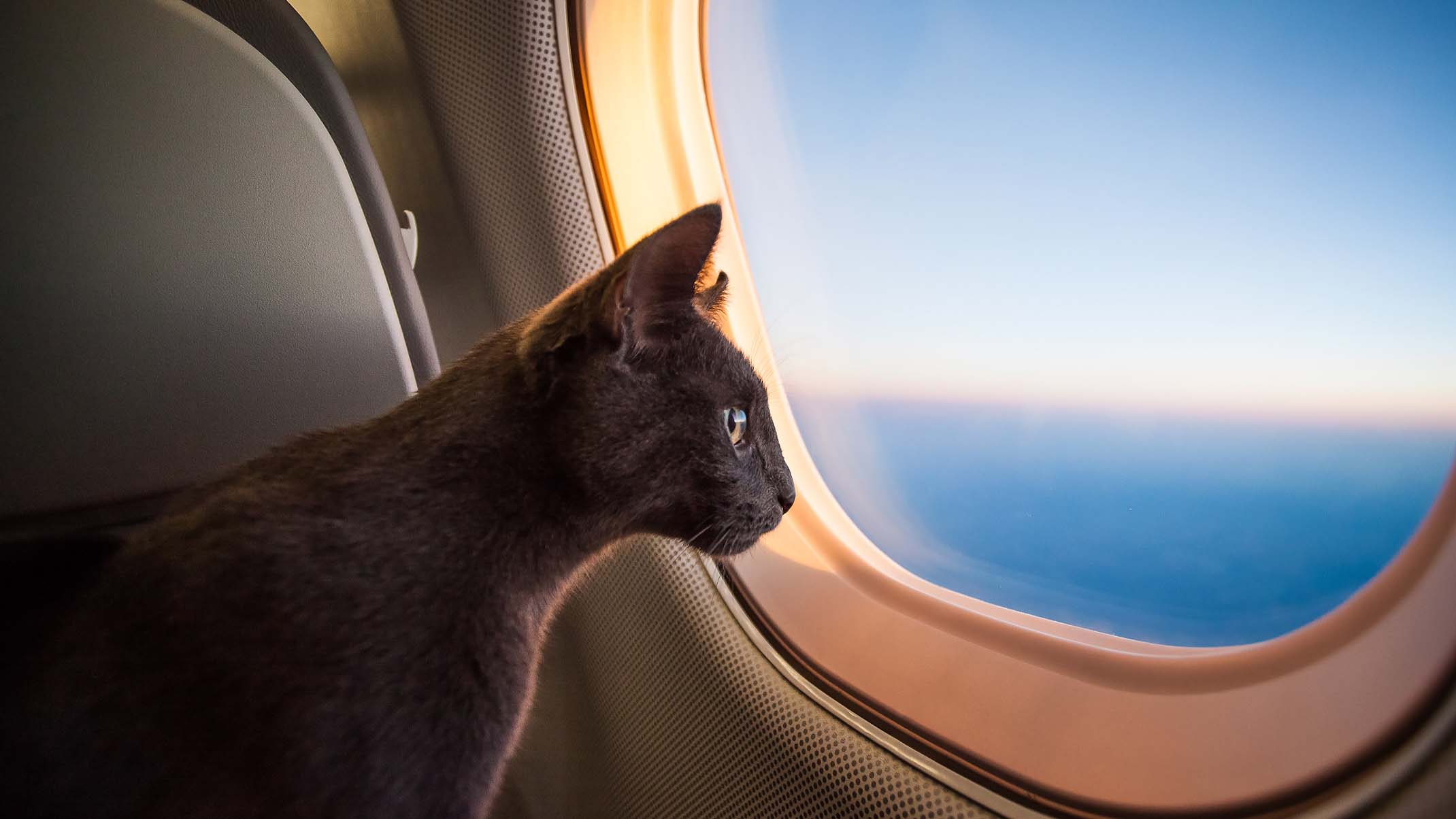 A black cat sitting on an airplane seat looking out the window at the sky
