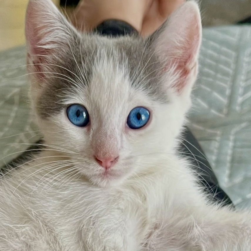 cat named Dodi