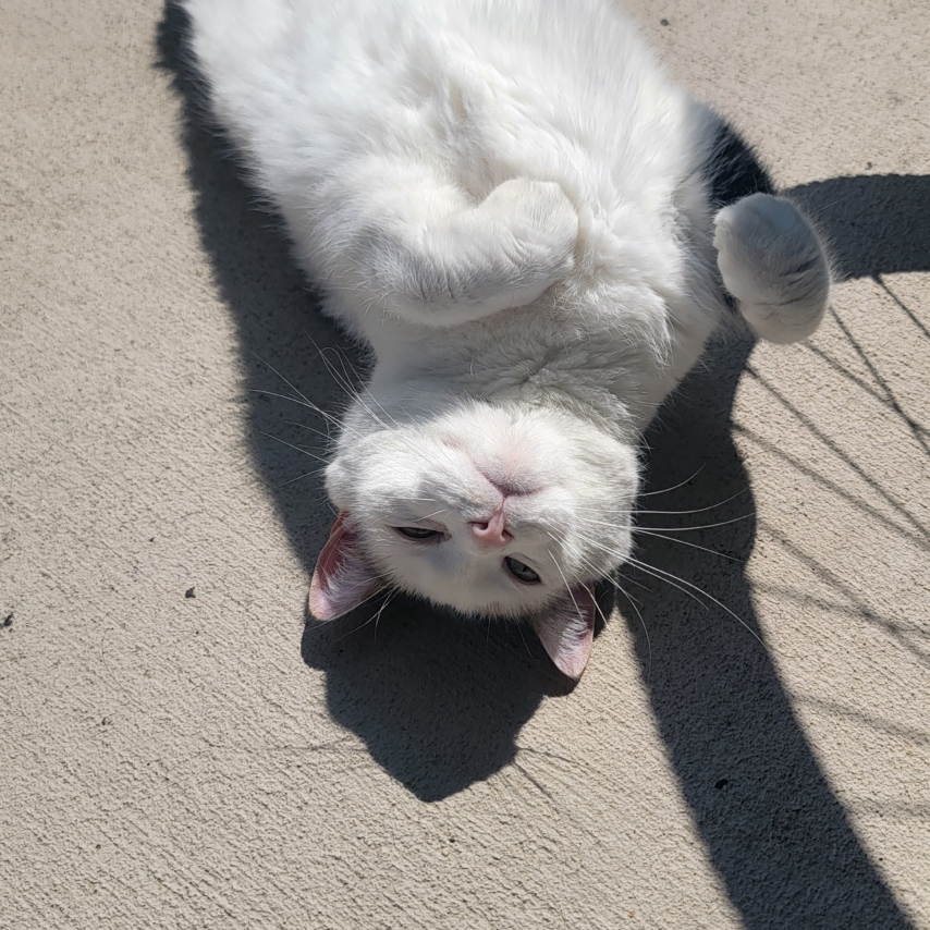 cat named Kali