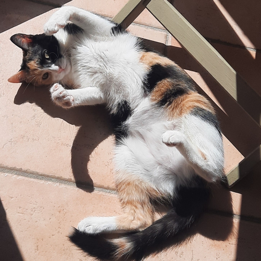 cat named VAIANA