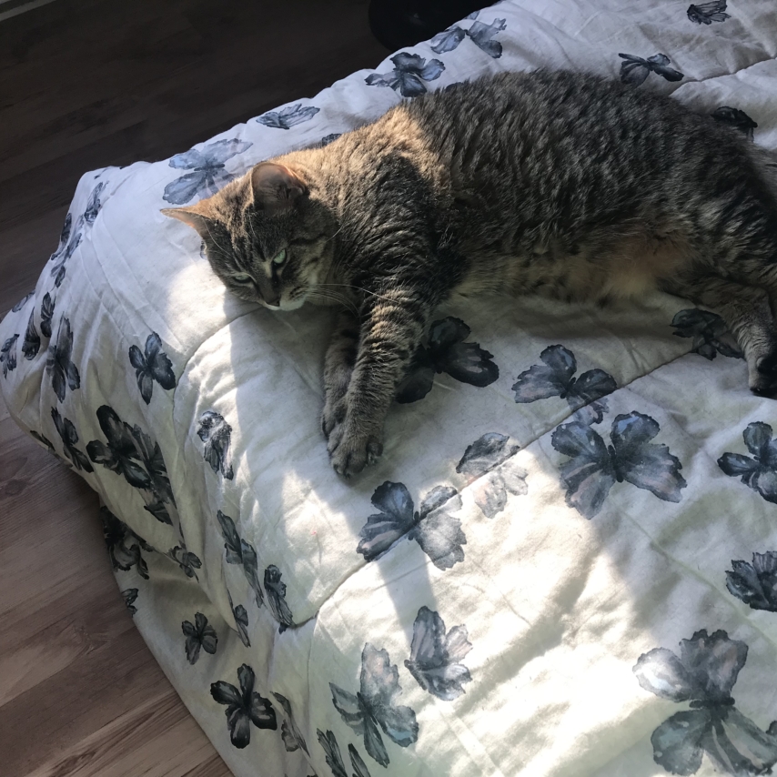 cat named Misha