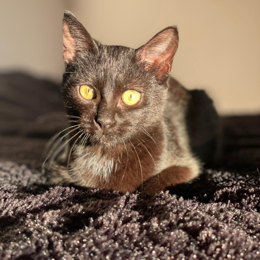 Katze namens Arya