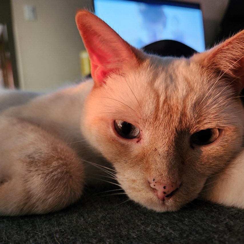 gato chamado Euripedes