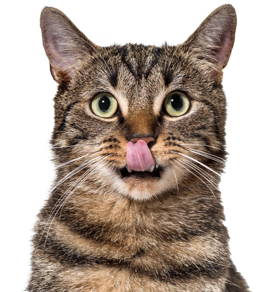A brown tabby cat looking at the camera with its tongue out licking its nose