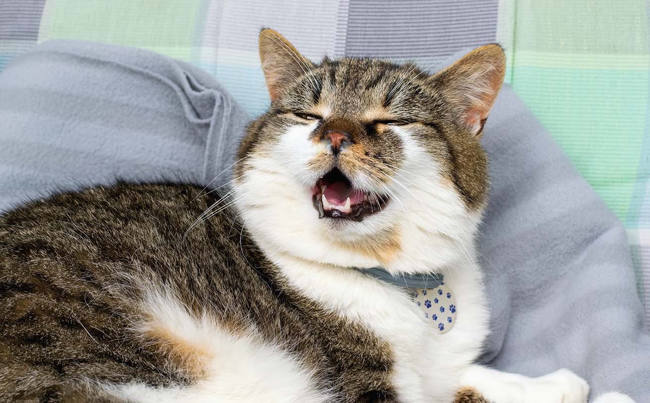 A brown and white tabby cat with its mouth open, appearing to yawn or pant while resting on a gray blanket