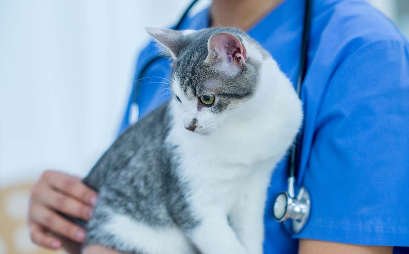 A veterinarian in blue scrubs holding a grey and white cat