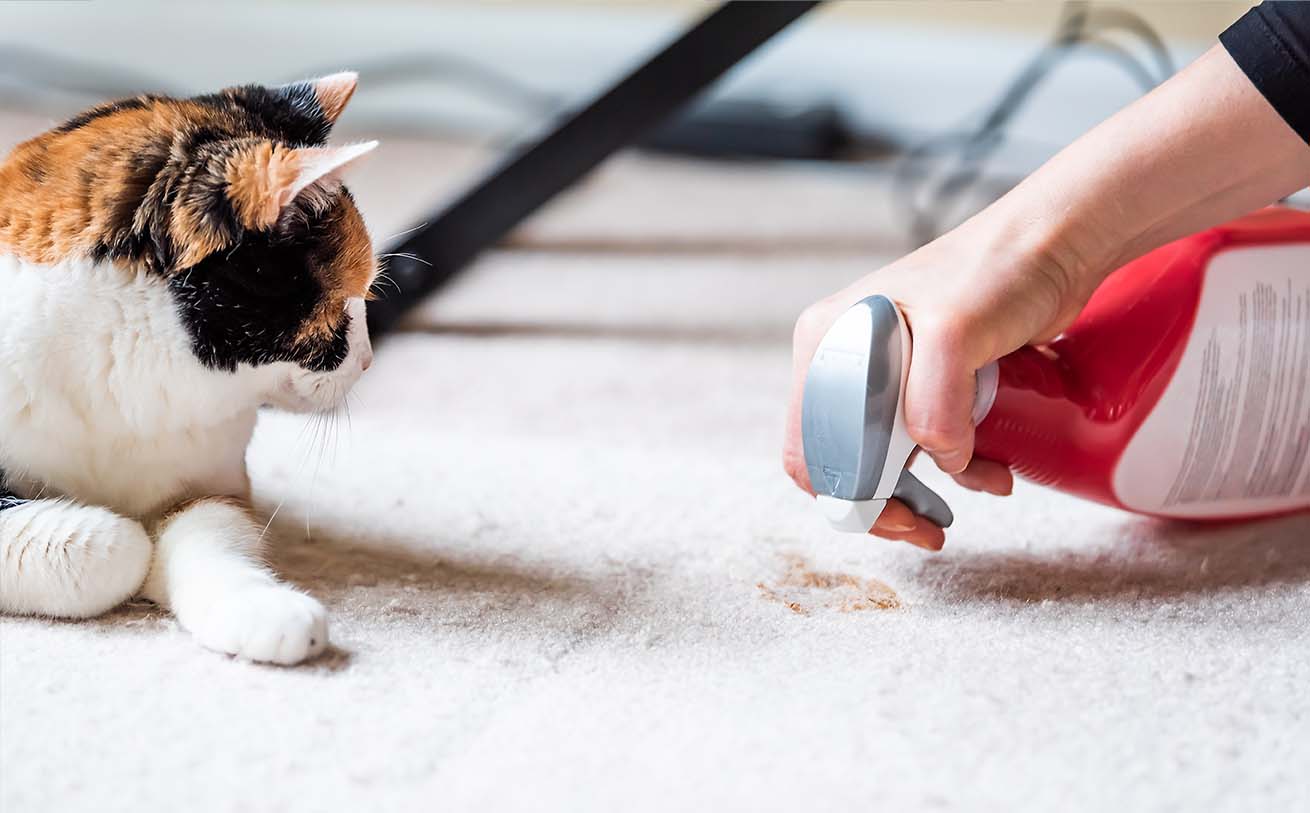 A person uses a spray bottle to clean a stain on a carpet while a calico cat watches