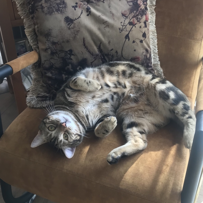 cat named Mauro