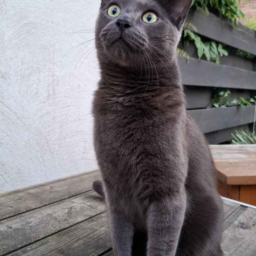 gato chamado Sjakie