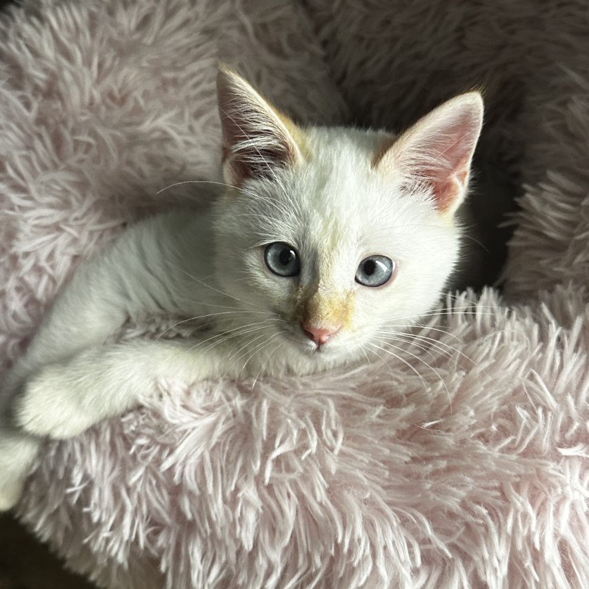 cat named LUCAS