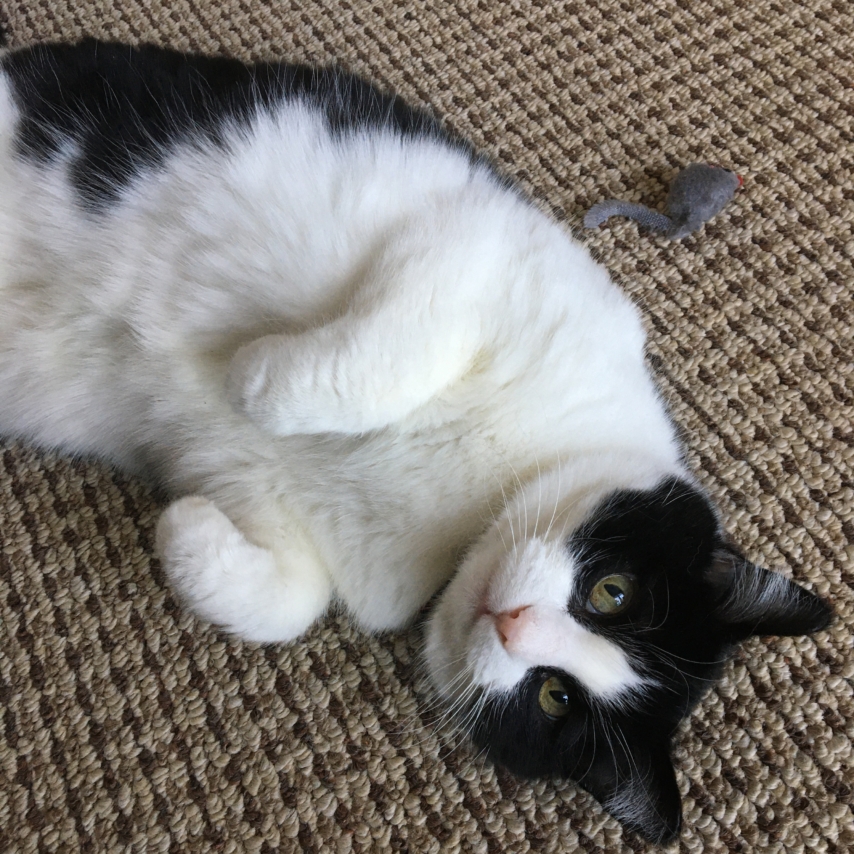 cat named Peggy Sue