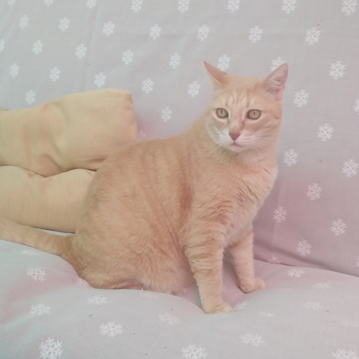 gato chamado Gurrufus