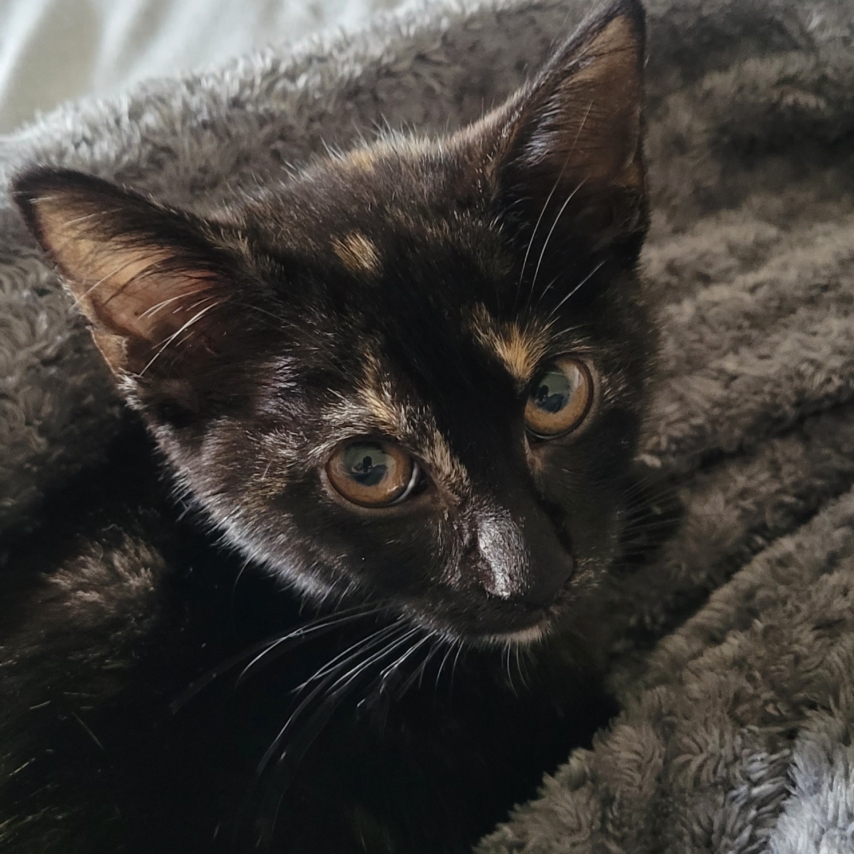 gato chamado Mudball guiness princess of terabythia