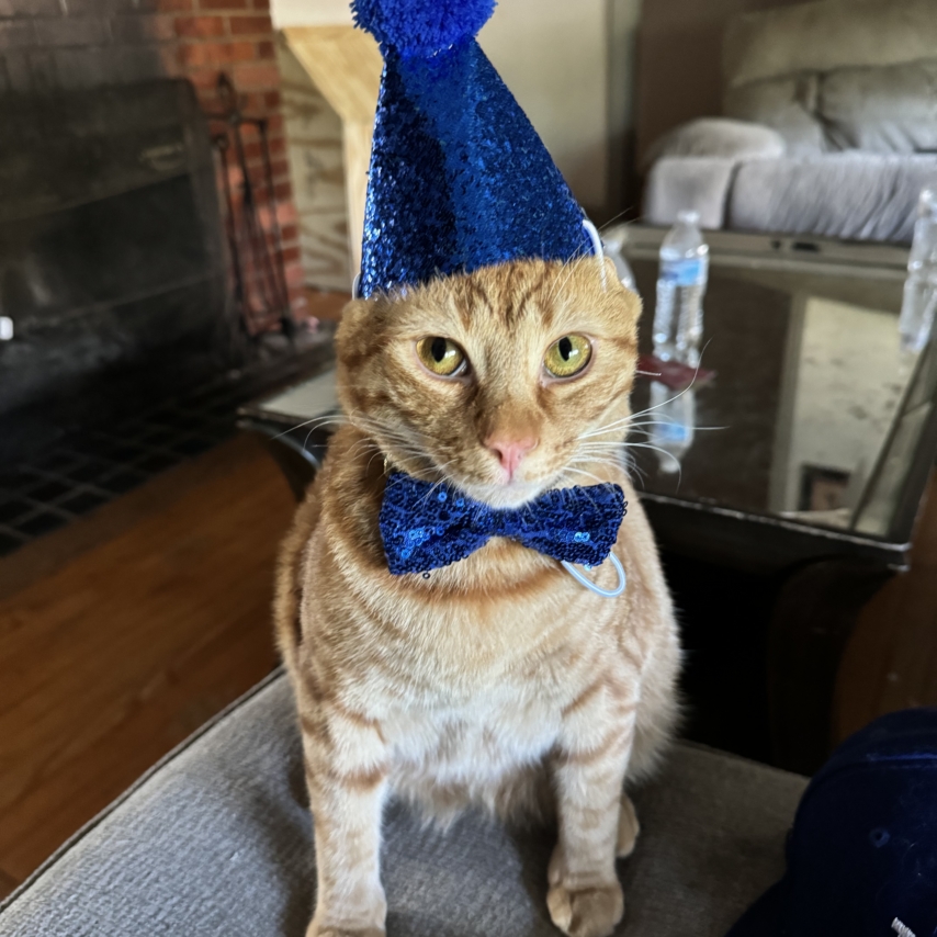 cat named Tilin