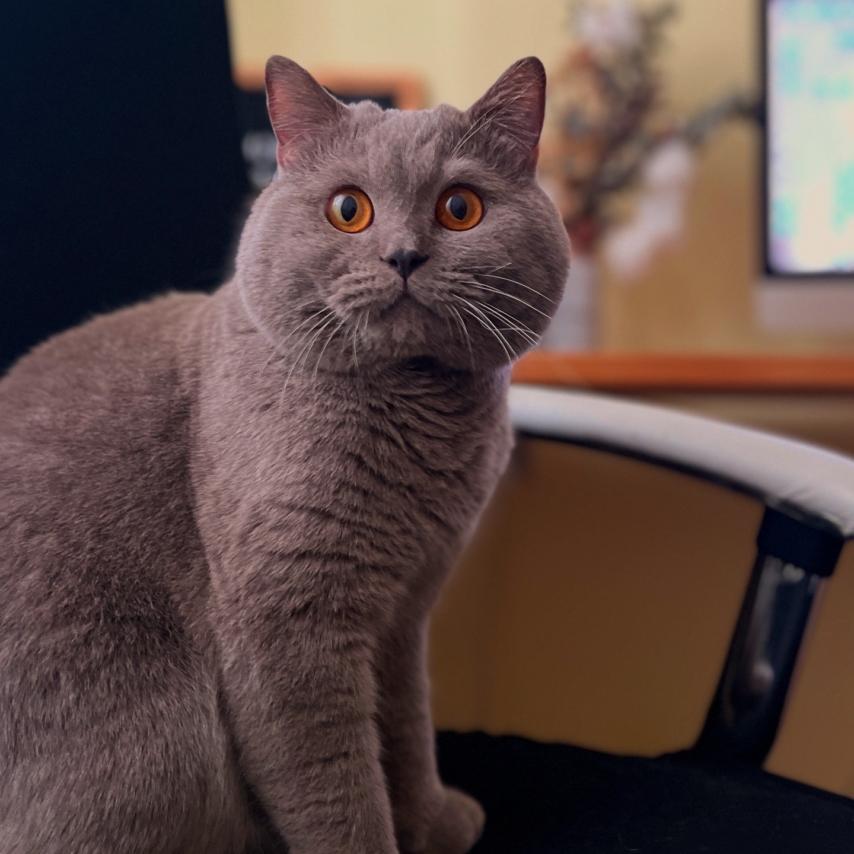 Katze namens Thorin