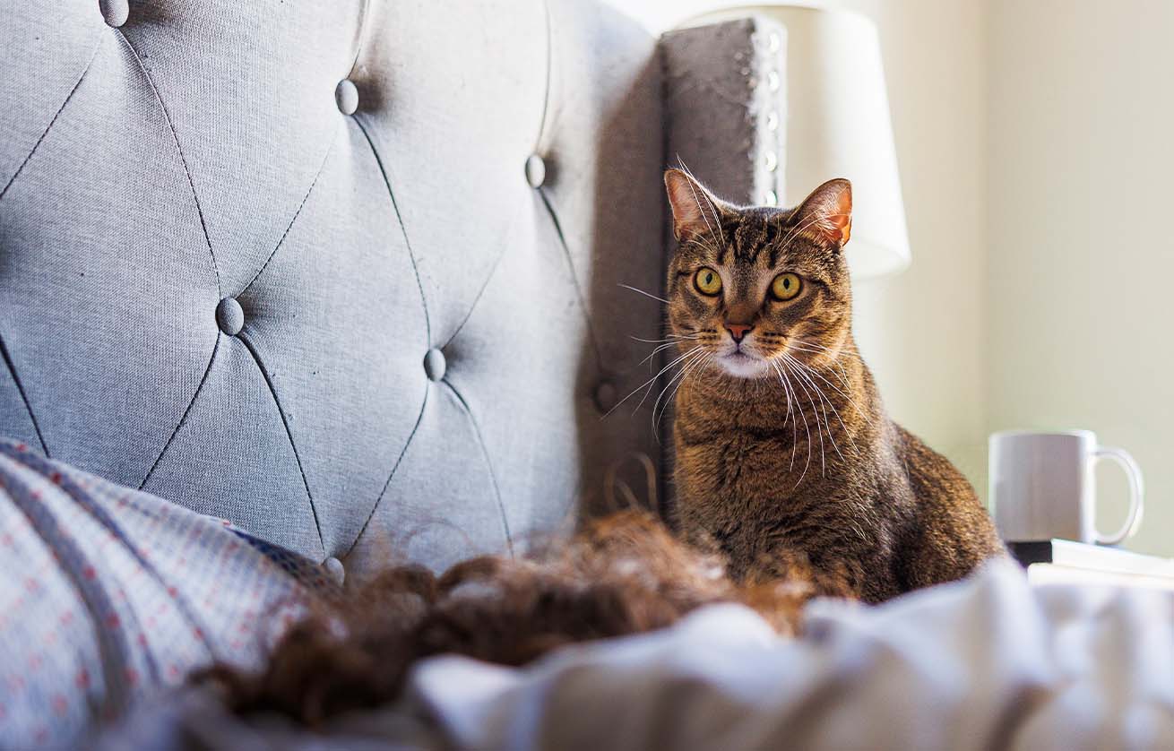 A brown tabby cat sits on a bed in front of a tufted gray headboard