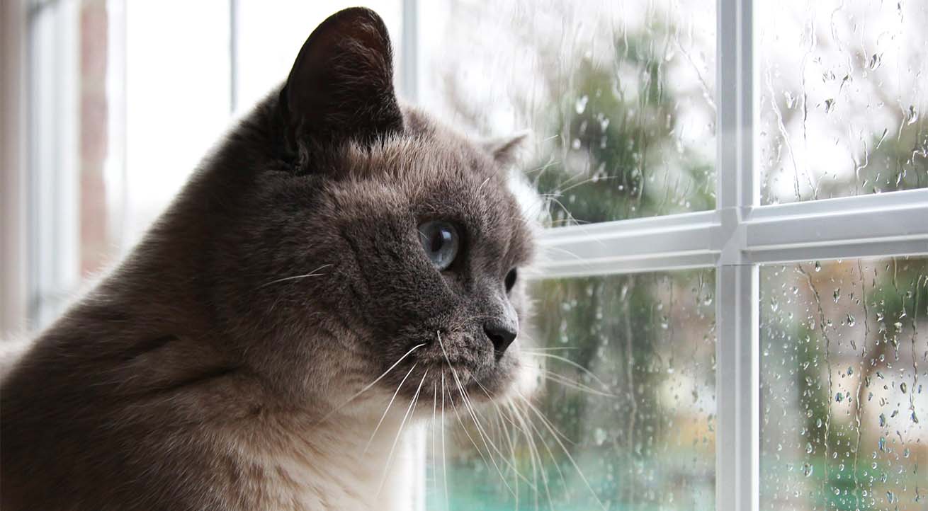 A grey cat looking out a rainy window