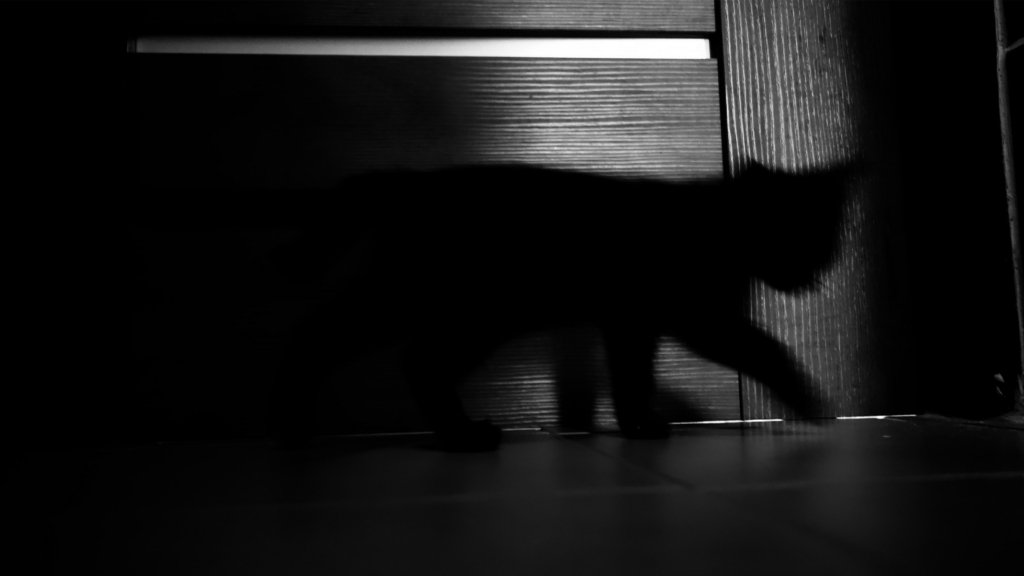 Comment les chats font-ils pour se déplacer si silencieusement?