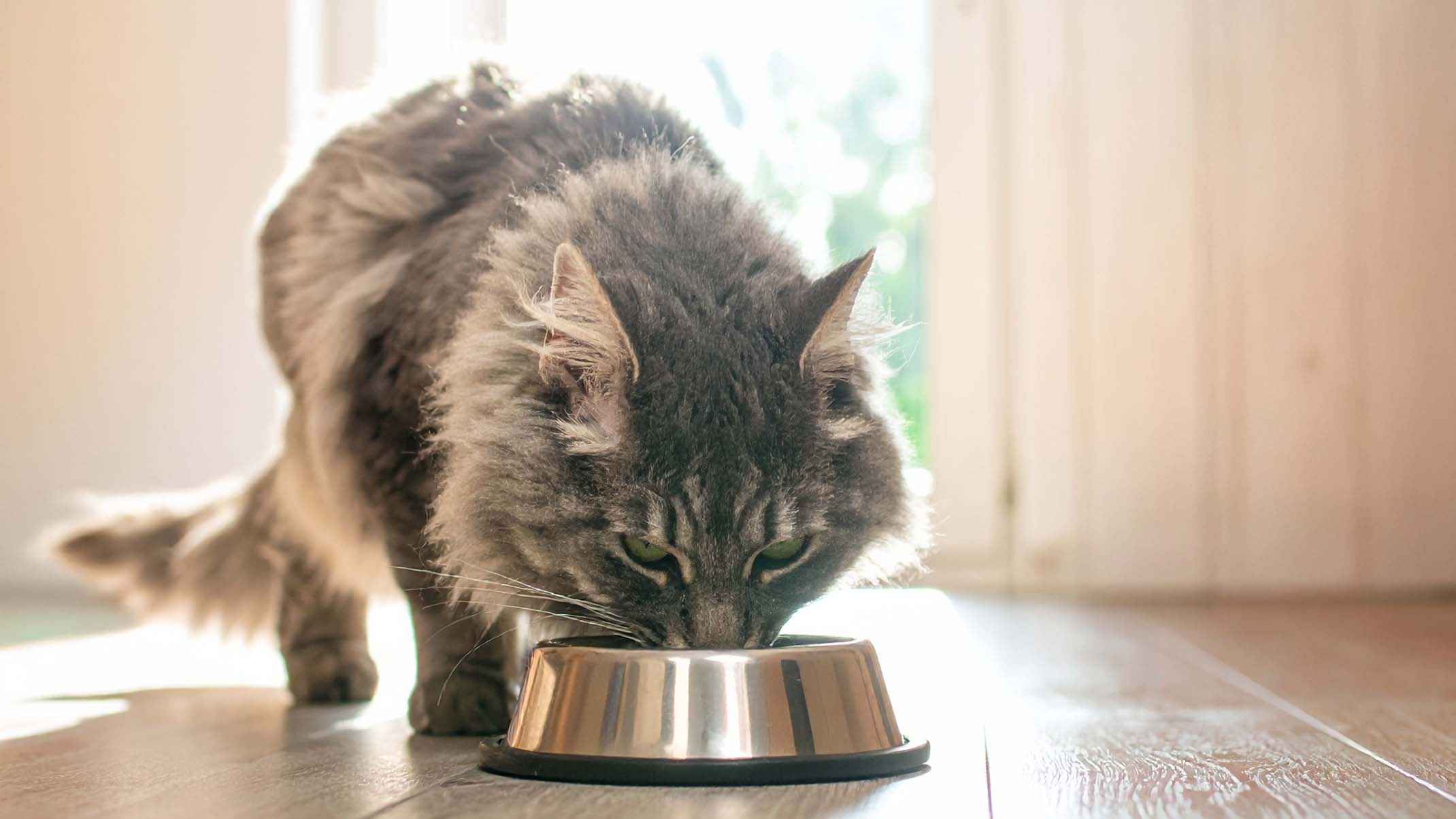 A fluffy grey cat eating from a stainless steel bowl on a wooden floor