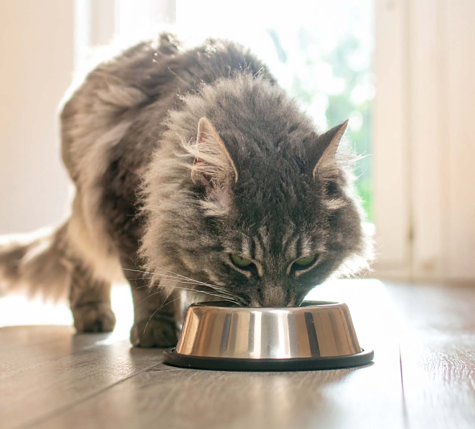 How to create a better feeding routine