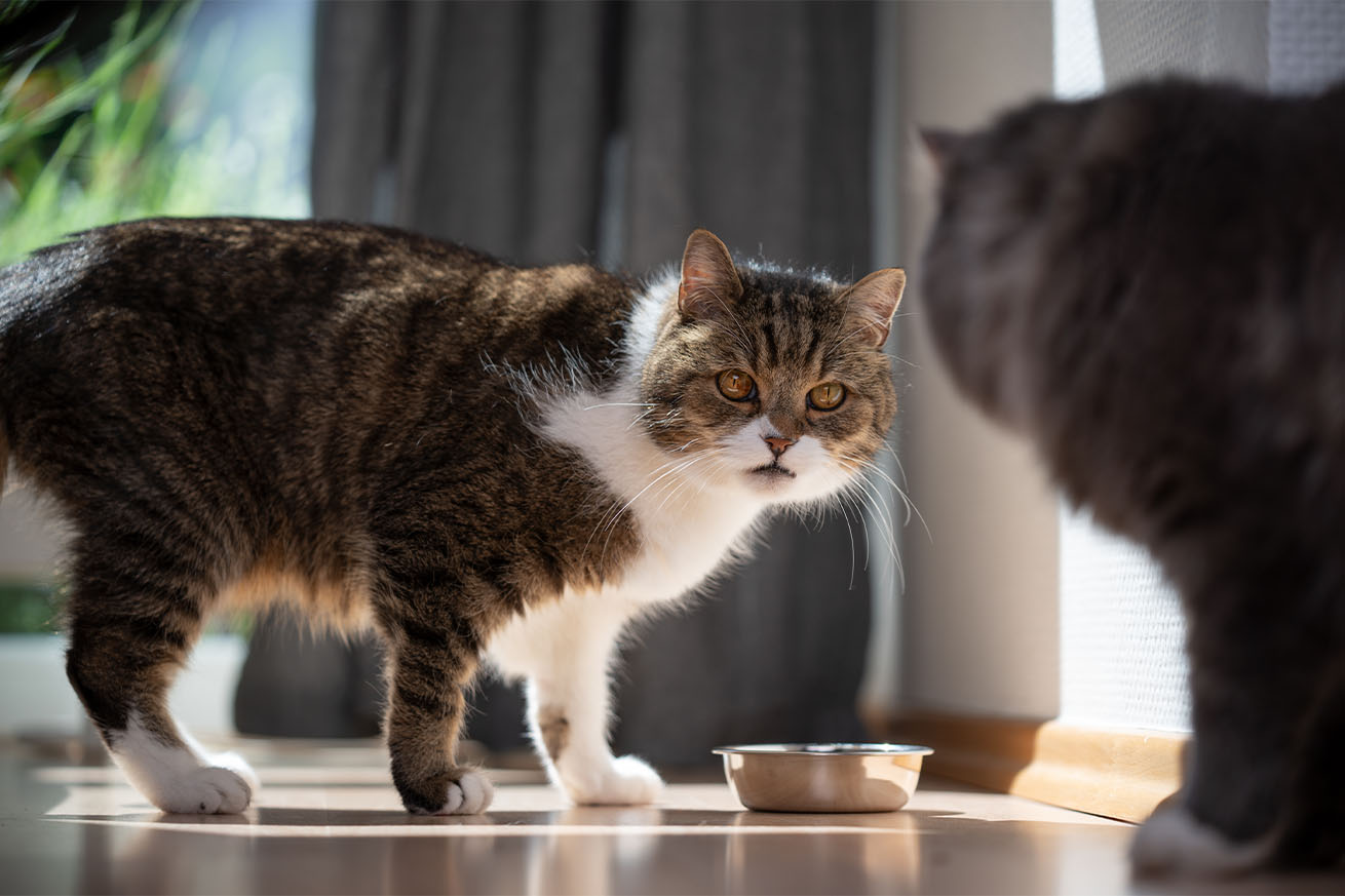 A brown tabby cat with a white chest looks warily at another cat near a small metal food bowl on a wooden floor