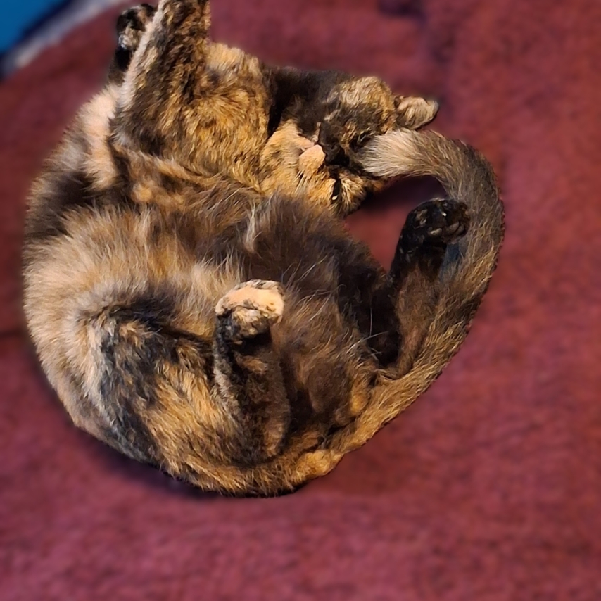 cat named Manchita