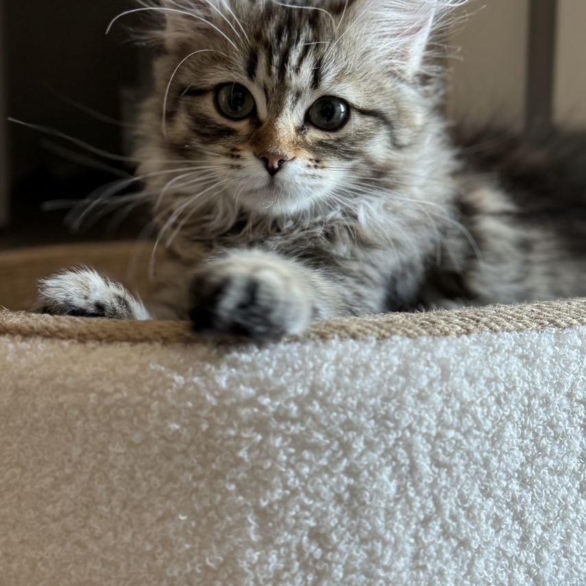 chat nommé Lavinia