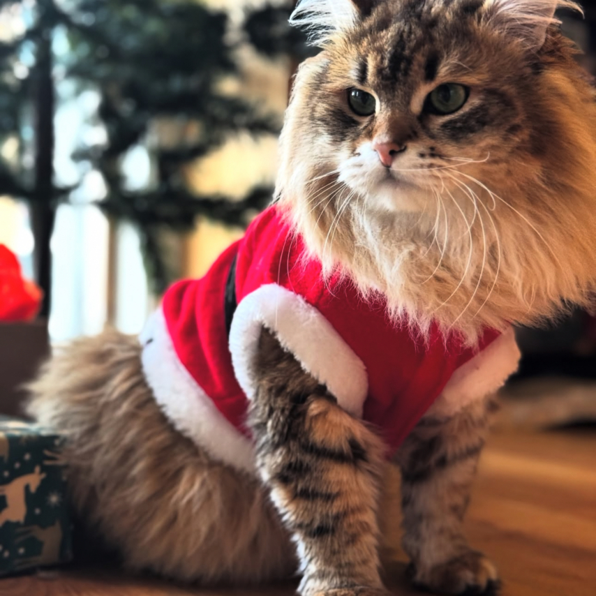 cat named Loki