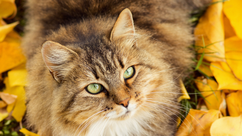 Les meilleurs aliments d’automne sains et sans danger pour les chats